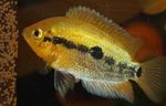 фотографија Акваријумске Рибице Раинбов Цицхлид (Herotilapia multispinosa), злато