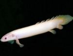fotografija Akvarijske Ribice Cuvier Bichir (Polypterus senegalus), bela