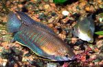 fotoğraf Akvaryum Balıkları Kalın Dudaklı Gurami (Colisa labiosa), çizgili