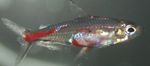 Blood-Red Tetra