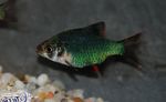 фотографија Акваријумске Рибице Тигер Барб (Barbus tetrazona. Puntius tetrazona), зелена