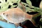 Photo Aquarium Fish Tiger Barb (Barbus tetrazona. Puntius tetrazona), Silver
