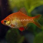 Photo Aquarium Fish Tiger Barb (Barbus tetrazona. Puntius tetrazona), Red