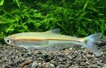 სურათი აკვარიუმის თევზი Iguanodectes Spilurus, ოქროს