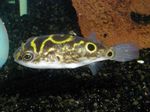 Eyespot Puffer Fish