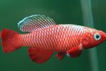 fotografie Akvarijné Ryby Nothobranchius, červená