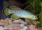 Nuotrauka Akvariumas Žuvys Nothobranchius, šviesiai mėlynas