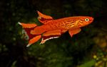 fotografija Akvarijske Ribice Aphyosemion (Aphyosemion. Scriptaphyosemion), rdeča