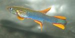 fotografija Akvarijske Ribice Aphyosemion (Aphyosemion. Scriptaphyosemion), svetlo modra