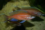 fotoğraf Akvaryum Balıkları Paracyprichromis, kırmızı