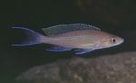Foto Akvarij Ribe Paracyprichromis, braon