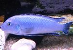 Prah Blue Cichlid
