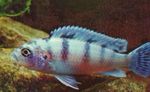 照 观赏鱼 Pseudotropheus Lombardoi, 浅蓝