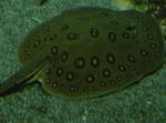 Foto Akvaariumikala Ocellate Jõe Stingray (Potamotrygon motoro), tähniline