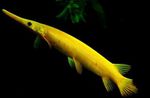 სურათი აკვარიუმის თევზი Florida Gar (Lepisosteus platyrhincus), ყვითელი