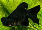 フォト 観賞魚 金魚 (Carassius auratus), 黒
