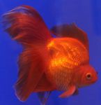 foto Peixes de Aquário Goldfish (Carassius auratus), Vermelho