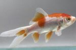 foto Peixes de Aquário Goldfish (Carassius auratus), Manchado
