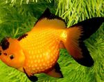 φωτογραφία τα ψάρια ενυδρείου Χρυσόψαρο (Carassius auratus), Κίτρινος