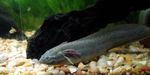 East african lungfish