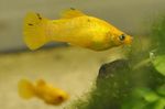 fotoğraf Akvaryum Balıkları Muhallebi Çocuğu (Poecilia sphenops), sarı
