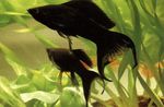 Photo Aquarium Fish Molly (Poecilia sphenops), Black