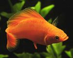 Photo Aquarium Fish Molly (Poecilia sphenops), Red