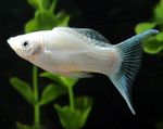 Photo Aquarium Fish Molly (Poecilia sphenops), White
