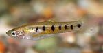 Cnesterodon Pesce D'acqua Dolce  foto