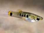 fotoğraf Akvaryum Balıkları Micropoecilia, benekli