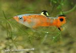 fotoğraf Akvaryum Balıkları Micropoecilia, rengârenk