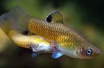 фотографија Акваријумске Рибице Пхаллицхтхис (Phallichthys), злато