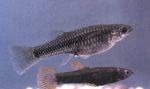 照 观赏鱼 Poeciliopsis, 银