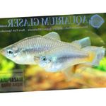 Nuotrauka Akvariumas Žuvys Priapella, sidabras