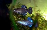 Photo Aquarium Fish Aphanius, Blue