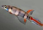 Фото Аквариумные Рыбки Эпиплатис (Африканские щучки) (Epiplatys), пестрый