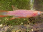 Фото Аквариумные Рыбки Эпиплатис (Африканские щучки) (Epiplatys), розовый