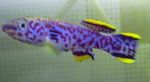 Bilde Akvariefisk Fundulopanchax, lilla