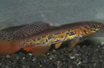 Bilde Akvariefisk Fundulopanchax, brun