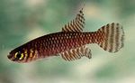 სურათი აკვარიუმის თევზი Notholebias, ყავისფერი
