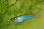 Foto Akvārija Zivis Blue-Green Procatopus, gaiši zils