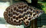 Opazila Plezanje Ostriž, Leopard Bush Ribe