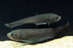 fotoğraf Akvaryum Balıkları Papyrocranus, gri