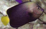 Photo Aquarium Fish Chaetodontoplus, Black