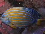 Photo Aquarium Fish Chaetodontoplus, Striped