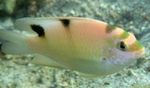 Dischistodus Meeresfische (Meerwasser)  Foto