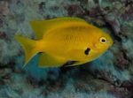 fotoğraf Akvaryum Balıkları Pomacentrus, sarı