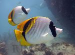 Butterflyfish Lined