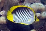 Siyah Destekli Butterflyfish