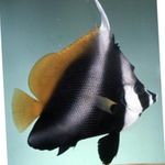 Masked Bannerfish, Phantom bannerfish
